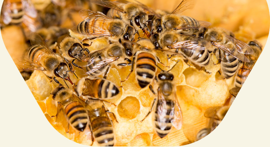 Bees centered on honeycomb