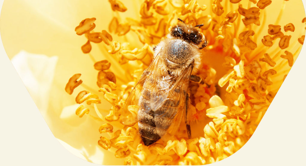 Слънчоглед и пчела