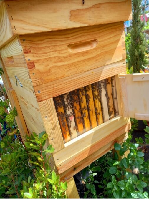 (Observation d’une ruche vitrée installée dans un magasin par nos soins : Jardinerie Tarnaise Albi)