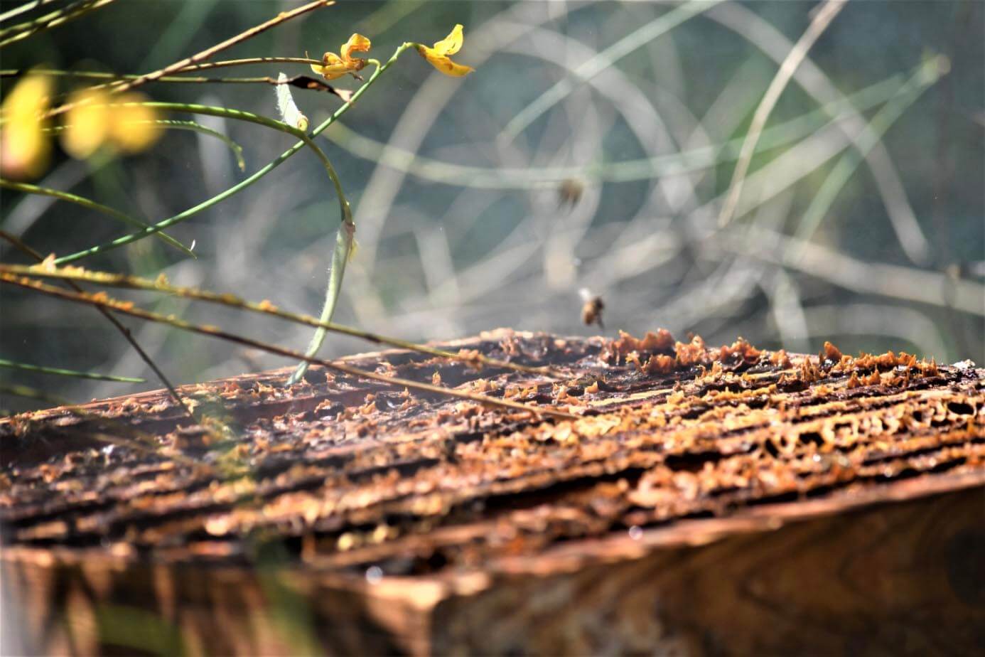 Hier sehen Sie einen Bienenstock, dessen Rahmen mit Propolis bedeckt sind. Foto der Bienenstöcke von Mathieu Photo prise sur Les Ruchers De Mathieu